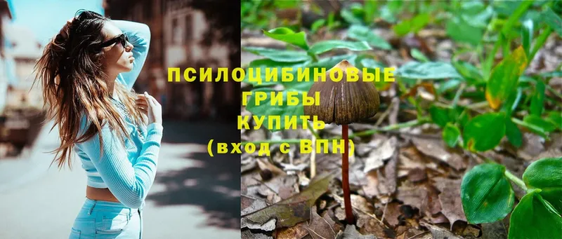 Псилоцибиновые грибы Psilocybe  ОМГ ОМГ рабочий сайт  Байкальск  дарнет шоп 